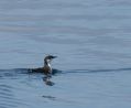 Xantus' Murrelet